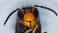 (Files) A photo shows the head of a Asian Hornet (Vespa Velutina) on September 30, 2014 at the Research Institute of Biology of the Insect (IRBI) in Tours, central France. (Photo by Guillaume Souvant / AFP)