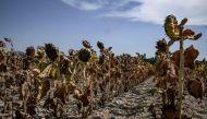 This photograph taken on August 22, 2023, shows burnt sunflowers in a field during a heat wave in the suburbs of Puy Saint Martin village, southeastern France, on August 22, 2023, where the temperature reached 43ｰcentigrade. Photo by JEFF PACHOUD / AFP