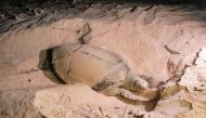 A turtle lays its eggs on a beach in Yemen's Mahra province, near the border with Oman on June 10, 2023. (Photo by AFP)
