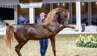 Al Shaqab’s Hader Al Shaqab performs during the event. 