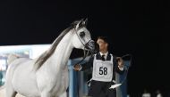 Katara International Arabian Horse Festival has become a milestone and a distinctive mark within the series of Katara festivals and its activities throughout the year.