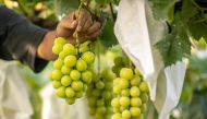 This picture taken on September 14, 2023 shows Shine Muscat grapes growing on Yuki Nakamura's farm in Tomi city, Nagano Prefecture. Photo by Philip FONG / AFP