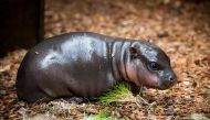 Pic: Helena Hubáčková / Dvur Kralove Zoo