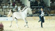 One of the participating horses at the horse show being held at Katara.