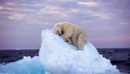 Image: 'Ice Bed' by Nima Sarikhani (Wildlife Photographer Of The Year) / Instagram