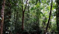 This photograph taken on March 25, 2024, shows trees in the Guianan forest in Camopi, in the French overseas department of Guiana. (Photo by Ludovic MARIN / AFP)