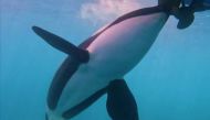 An Iberian killer whale interacts with the rudder of a sailboat near the Strait of Gibraltar. (Renbaud De Stephanis/IWC via Washington Post)