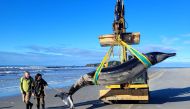 (Files) A handout photo taken on July 5, 2024 and received on July 16 from the New Zealand Department of Conservation shows rangers Jim Fyfe (L) and Tumai Cassidy walking beside what appears to be the carcass of a rare spade-toothed whale. (Photo by Handout / New Zealand Department of Conservation / AFP) 