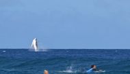 A whale breaches as Brazil's Tatiana Weston-Webb and Costa Rica's Brisa Hennessy (R) compete in the women's surfing semi-finals, during the Paris 2024 Olympic Games, in Teahupo'o, on the French Polynesian Island of Tahiti, on August 5, 2024.