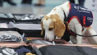 This photo taken on August 8, 2024 shows a sniffer dog from hygiene services company CESCO taking part in a demonstration of bed bug detection in passengers' luggage at Incheon International Airport's Terminal 2 in Incheon. (Photo by YONHAP / AFP)