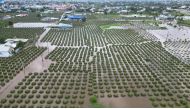 This aerial photo taken on August 28, 2024 shows a flooded dragon fruit field in Binh Thuan province. Photo by Thanh LONG / AFP