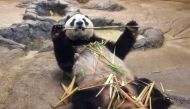 This file picture taken on May 24, 2017 shows female giant panda Shin Shin eating bamboo in her enclosure at Tokyo's Ueno zoo. Photo by Kazuhiro NOGI / AFP