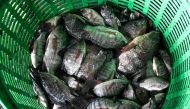 This photograph taken on July 15, 2024 shows blackchin tilapia fish in a basket after being caught in a canal in Bangkok. (Photo by James WILSON / THAI NEWS PIX / AFP)
