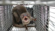 This undated handout photo released to AFP by Japan's Ministry of the Environment on September 4, 2024 shows a mongoose captured by authorities in Japan. Photo by Handout / Ministry of the Environment / AFP