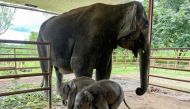 A mother elephant stands next to its baby elephant twins at Wingabaw Elephant Camp, Myanmar's Bago region, on September 5, 2024. (Photo by Sai Aung Main / AFP)