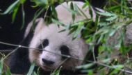 Shin Shin relaxes in her enclosure on the last day of viewing before she and another panda, Ri Ri, are sent back to China after 13 years, at Tokyo's Ueno Zoo on September 28, 2024. (Photo by Richard A. Brooks / AFP)