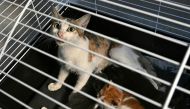 Cats that were abandoned by their owners who fled during Israeli strikes in Beirut's southern suburbs sit in a cage at an animal shelter on October 3, 2024. (Photo by Joseph Eid / AFP)