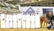 Al Sraiya Stud's Afas Al Rayyan won the Senior Stallions Championship (Class SSC).