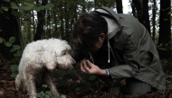 Truffle hunter Carlo Marenda and his dog Buk search for white truffles in Treiso, near Alba, northwester Italy, on October 29, 2024. Photo by MARCO BERTORELLO / AFP