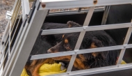 A dog is seen in a cage at a breeding site in the Hungarian village of Koszegpaty close to the Austrian border on November 18, 2024, after the property was raided by authorities and animal welfare groups in a cross-border cooperation rescued the dogs. (Photo by FERENC ISZA / AFP)
