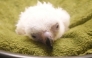 This handout photo taken on November 10, 2024 and released by the Philippine Eagle Foundation (PEF) on November 20 shows a Philippine Eagle chick, known as 