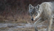 (FILES) A wolf is photographed in a forest near the Russian border, in Hukkajarvi, eastern Finland, on May 16, 2022. (Photo by Olivier MORIN / AFP)
