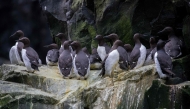 This handout photo provided by the US Fish and Wildlife Service (USFWS) shows common murres clustered together on a cliff ledge at the Alaska Maritime National Wildlife Refuge on July 30, 2019. (Photo by Brie Drummond / US Fish & Wildlife Service / AFP) 