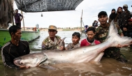 This handout from USAID Wonders of the Mekong taken on December 10, 2024 and released on December 13, 2024 shows people carrying a Mekong giant catfish in Cambodia's Tboung Khmum Province.  (Photo by Chhut Chheana / USAID Wonders of the Mekong / AFP) 