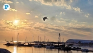 File photo: A lone bird encased in the sun's warm glow glides across the Katara beachfront. (Pic: Marivie Alabanza / The Peninsula)