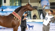 Winner of the Senior Stallions Championship D Shajeim  with his handler.