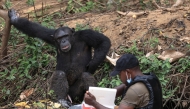 Fabrice Moudoungue (R) prepares to give food to a chimpanzee in the Douala-Edea Natural Park in Marienberg on December 14, 2024. (Photo by Daniel Beloumou Olomo / AFP)