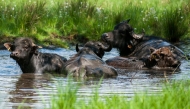 In this file photo taken on April 29, 2014 water buffalos stand in water on the Pfaueninsel (Peacock Island), a river island in the river Havel, in Berlin. Photo by HAUKE-CHRISTIAN DITTRICH / DPA / AFP