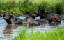 In this file photo taken on April 29, 2014 water buffalos stand in water on the Pfaueninsel (Peacock Island), a river island in the river Havel, in Berlin. Photo by HAUKE-CHRISTIAN DITTRICH / DPA / AFP