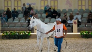 An Arabian horse at the auction.