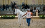 An Arabian horse at the auction.