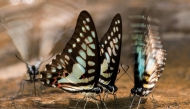 This undated handout photo from the conservation group Fauna and Flora released to AFP on January 22, 2025 shows common jay butterflies in Cambodia's Virachey National Park. Photo by Handout / Fauna and Flora / AFP