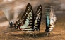 This undated handout photo from the conservation group Fauna and Flora released to AFP on January 22, 2025 shows common jay butterflies in Cambodia's Virachey National Park. Photo by Handout / Fauna and Flora / AFP