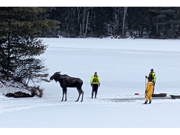 A moose after it was rescued from being stuck in a partially frozen lake in Hamilton County, New York. Pic: NYSDEC