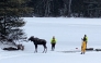 A moose after it was rescued from being stuck in a partially frozen lake in Hamilton County, New York. Pic: NYSDEC