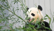 Giant panda Bao Li eats bamboo during the public debut at the Smithsonian's National Zoo in Washington, DC, on January 24, 2025. (Photo by Andrew Caballero-Reynolds / AFP)