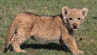 A lion cub confiscated from Pakistani YouTube star Rajab Butt, is pictured at a safari zoo in Lahore on January 28, 2025. (Photo by Arif Ali / AFP) 

