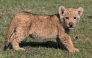 A lion cub confiscated from Pakistani YouTube star Rajab Butt, is pictured at a safari zoo in Lahore on January 28, 2025. (Photo by Arif Ali / AFP) 

