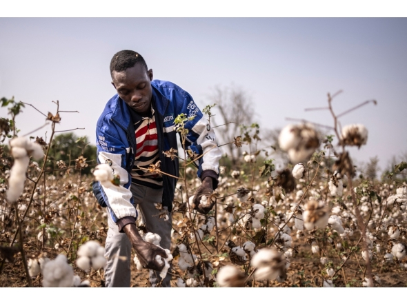 A worker collects cotton in a field in Soclogbo, on January 13, 2025. (Photo by OLYMPIA DE MAISMONT / AFP)