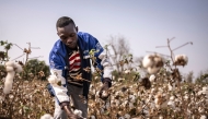 A worker collects cotton in a field in Soclogbo, on January 13, 2025. (Photo by OLYMPIA DE MAISMONT / AFP)