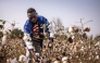 A worker collects cotton in a field in Soclogbo, on January 13, 2025. (Photo by OLYMPIA DE MAISMONT / AFP)