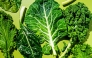 Winter greens from left: mustard, chard, collards and curly kale. Photo credit: Scott Suchman for The Washington Post