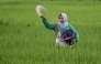 A farmer uses fertiliser at a paddy field in Montasik, Aceh province on February 5, 2025. (Photo by CHAIDEER MAHYUDDIN / AFP)
