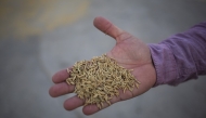 Basmati rice before it is refined. Saiyna Bashir for The Washington Post
