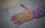 Basmati rice before it is refined. Saiyna Bashir for The Washington Post
