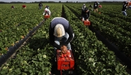 Workers pick strawberries at a farm in Florida. (Photo by Eve Edelheit/Bloomberg)
